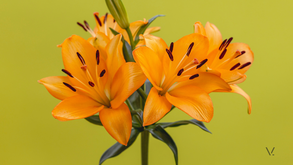 bloom — orange lilies on lime