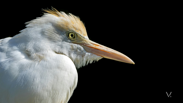 egret — cattle egret portrait