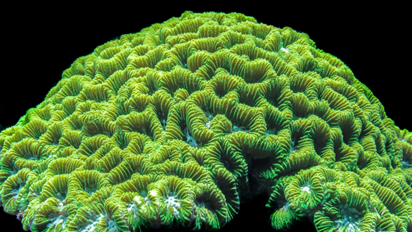 reef — green brain coral